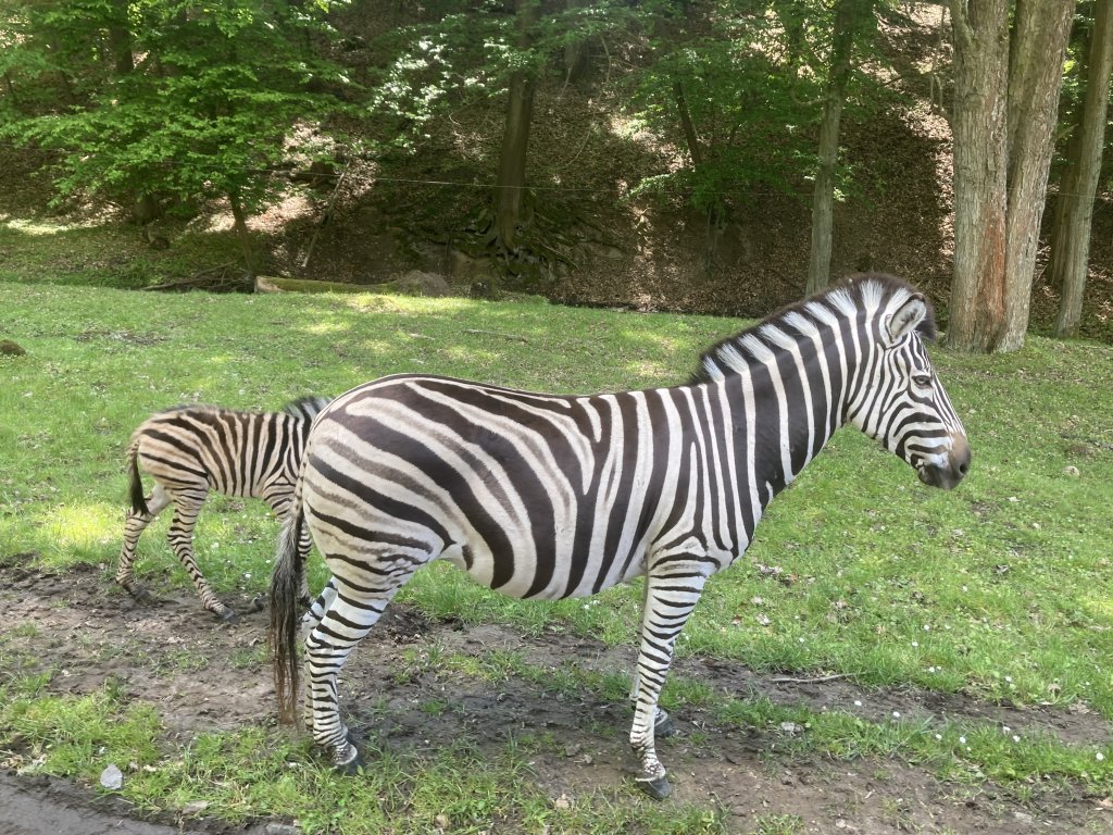 VÝLET DO ZOO DVŮR KRÁLOVÉ