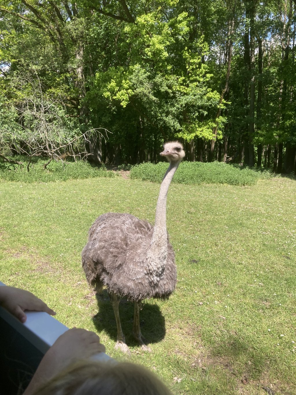 VÝLET DO ZOO DVŮR KRÁLOVÉ